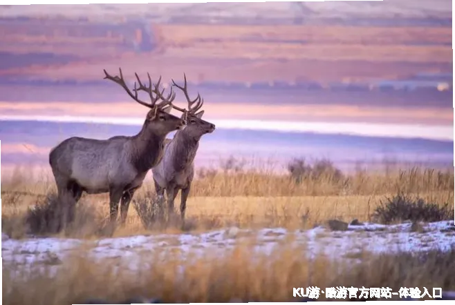 企业愿景